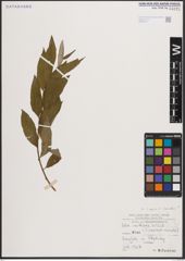 Foto von Salix caprea L. x Salix viminalis L.
